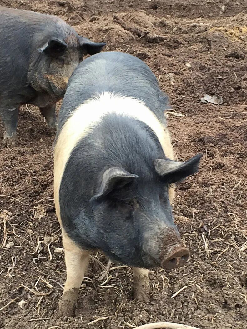 Ливенская свинья. Ливенская порода свиней. Свинья Ливонской породы. Рябая порода свиней. Порода свиней Честер.