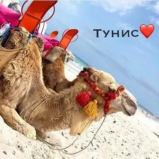 Тунис летает