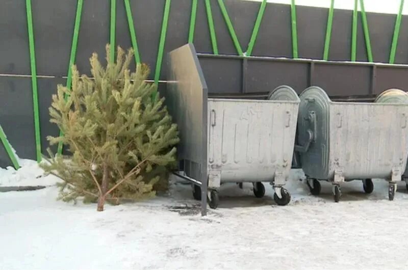 Куда отнести елку после нового года. Елка на мусорке. новогодняя елка на мусорке. елка на помойке. выброшенная новогодняя елка.