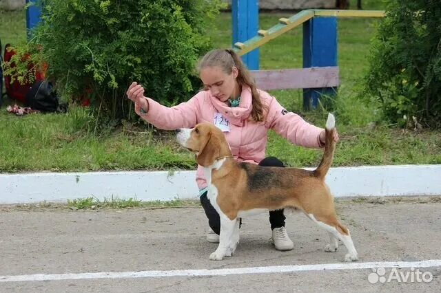 Собаки воткинск. Собаки воткинск. Собаки воткинск. Собаки воткинск. Щенки удмуртия авито воткинск.