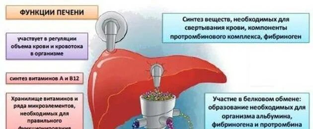 Сколько восстанавливать печень. Восстановление печени. Антибиотики для печени. Антибиотик от печени.