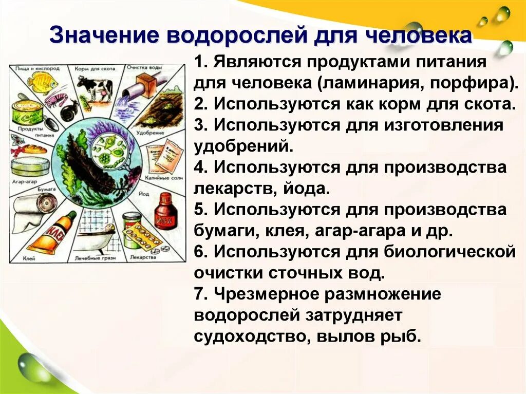 Значение водорослей для человека. Роль водорослей в жизни человека. Водрослизначение для человека. Использование водорослей человеком.