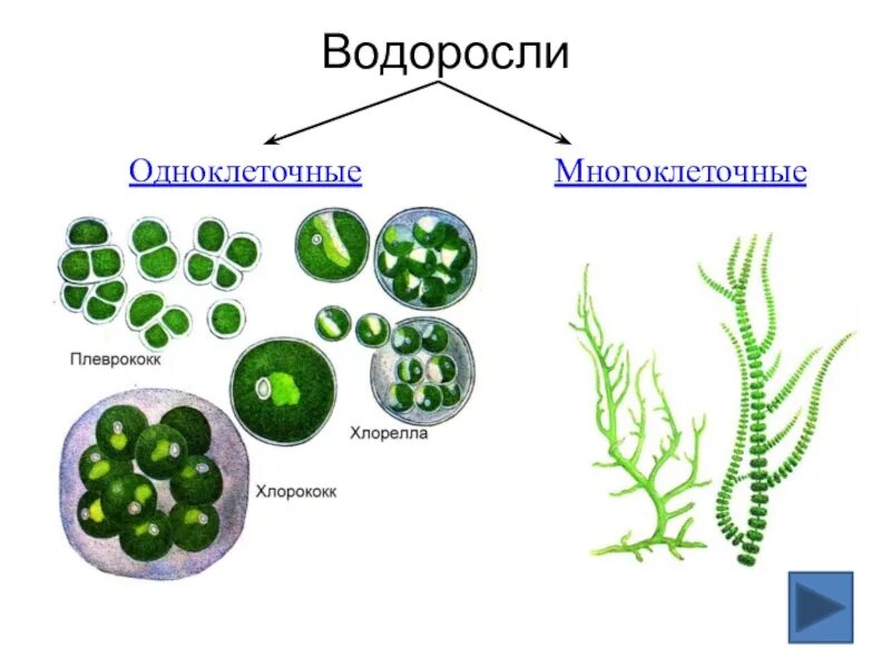 Назовите одноклеточные водоросли