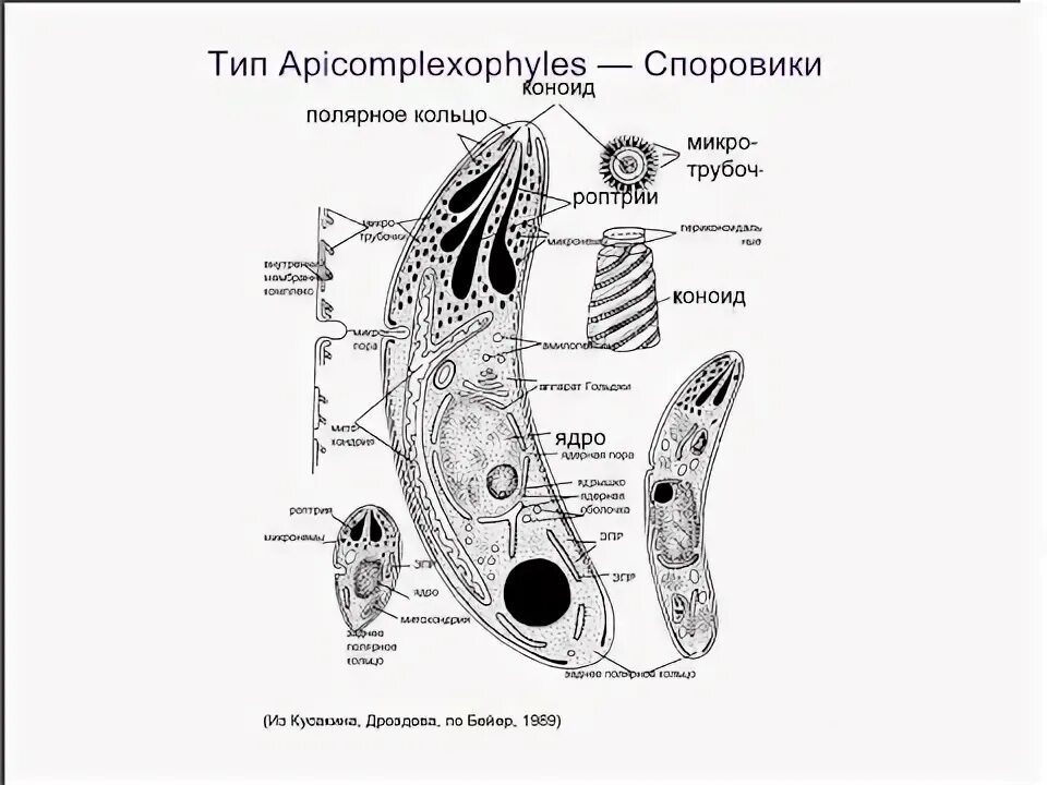Apicomplexa. Apicomplexa