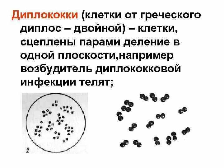 Микрококки диплококки стрептококки стафилококки. Морфология микроорганизмов микрококки. Диплококки шаровидные микроорганизмы. Что такое коки в медицине