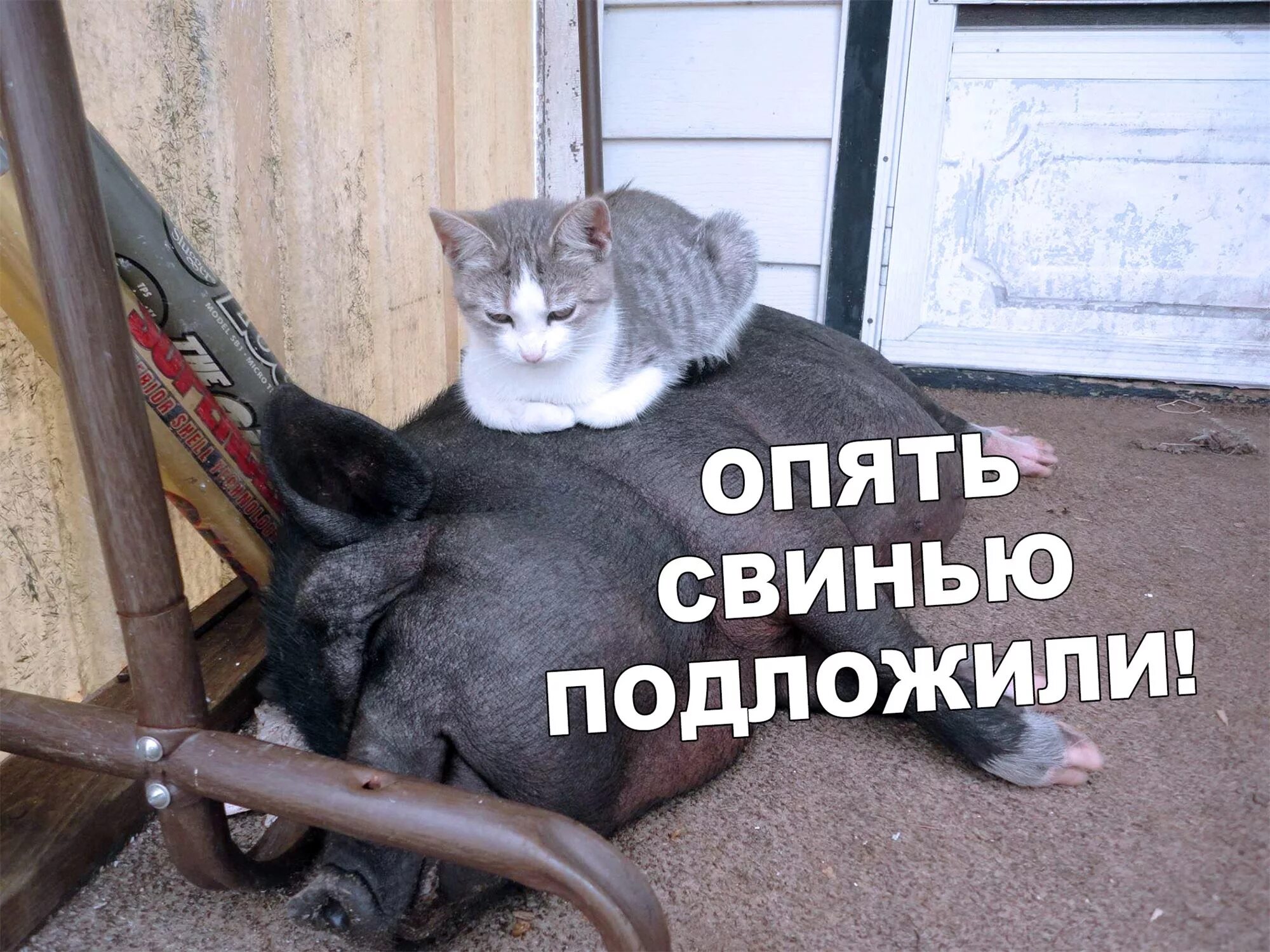 Смешные коты без надписей. Смешные мемы с котами и надписями. Надпись без мата. Мемы с котами и надписями. Смешные мемы про школу без мата.