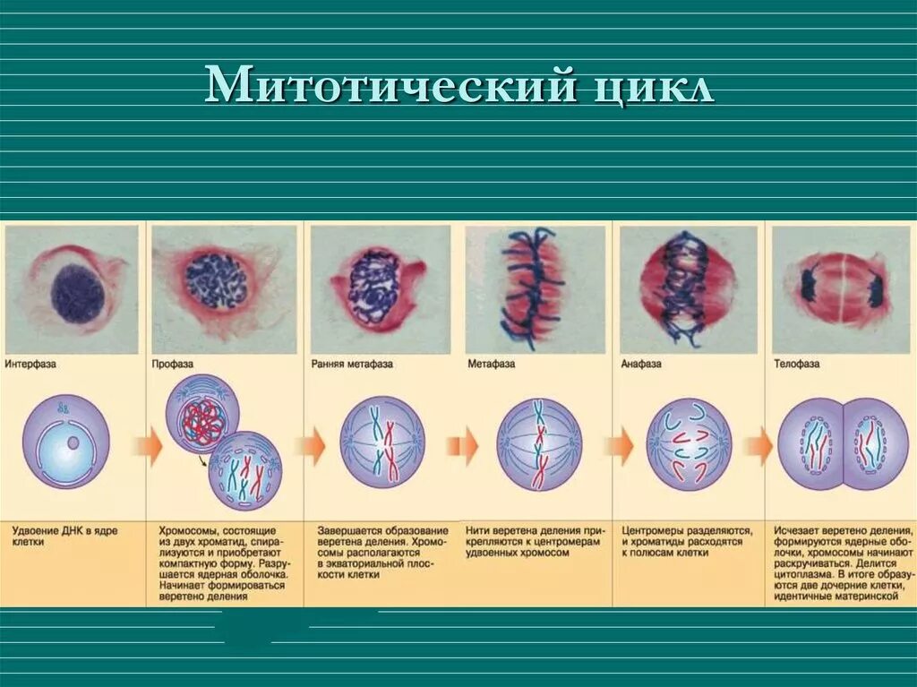 Деление клетки митотический цикл