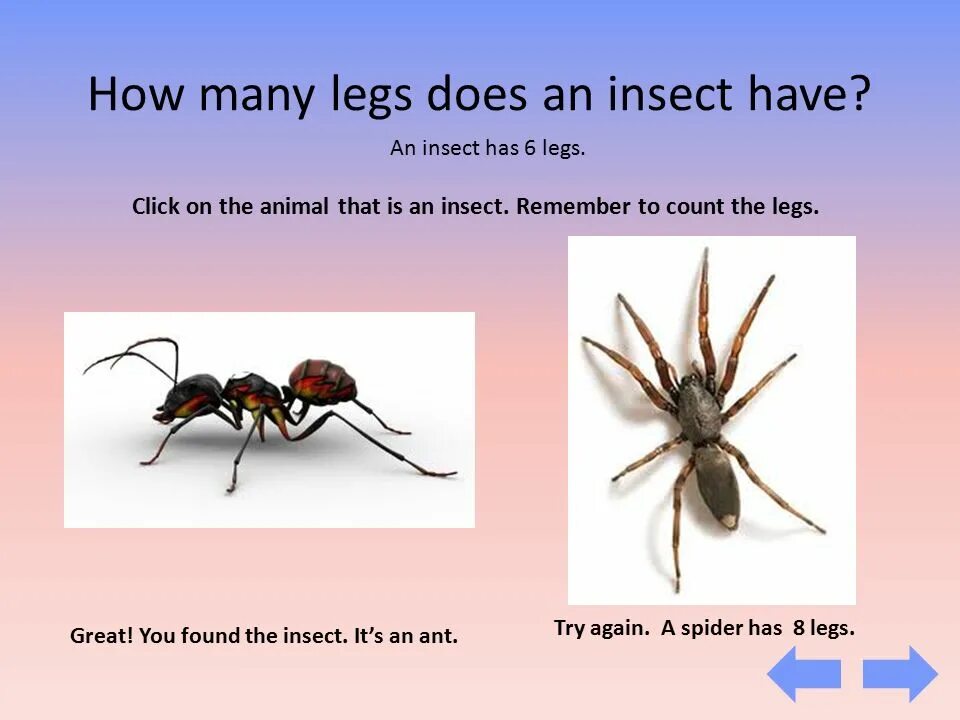 How many Legs Spider have. Insects with 6 Legs. Insects have got Legs than Mice перевод. Lt’s insect’s Life кратко.