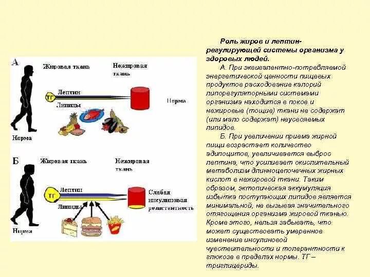 Лептин содержится. Лептин содержится