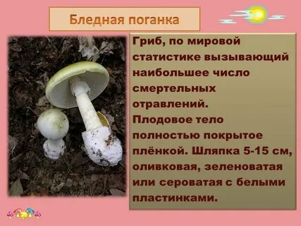 Пластинки бледной поганки