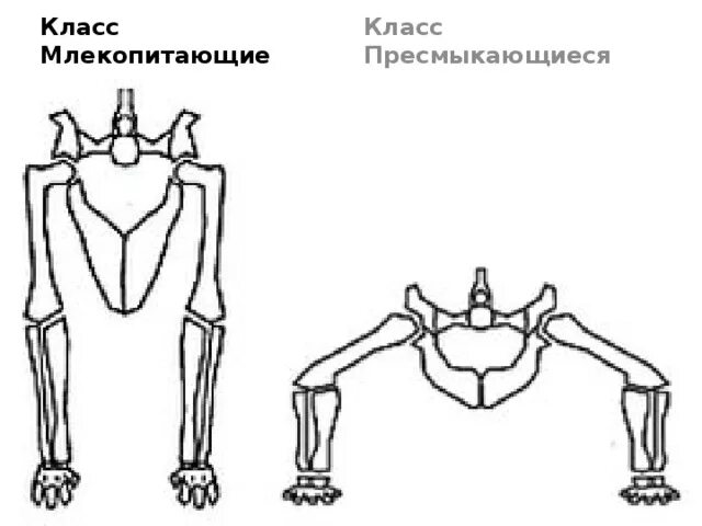 Расположение конечностей у млекопитающих