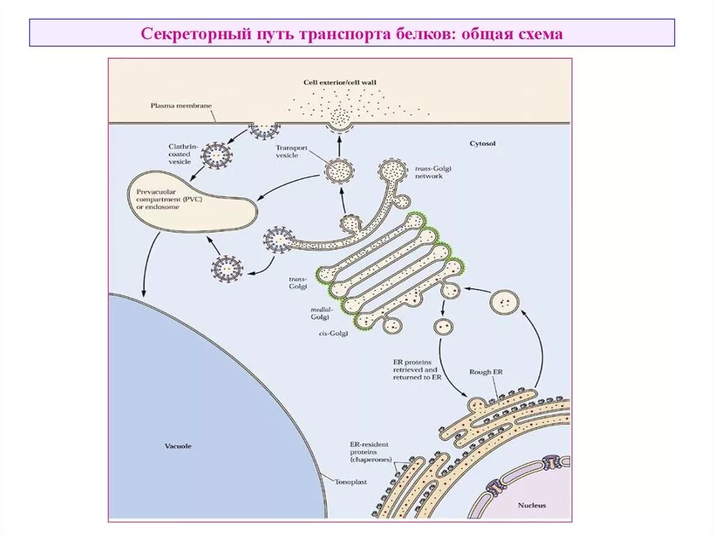 Белковый транспорт. Секреторный путь транспорта белков. Цитоплазматический путь транспорта белков секреторный. Секреторный путь синтеза и сортировки белков. Схема строения секреторного пути.