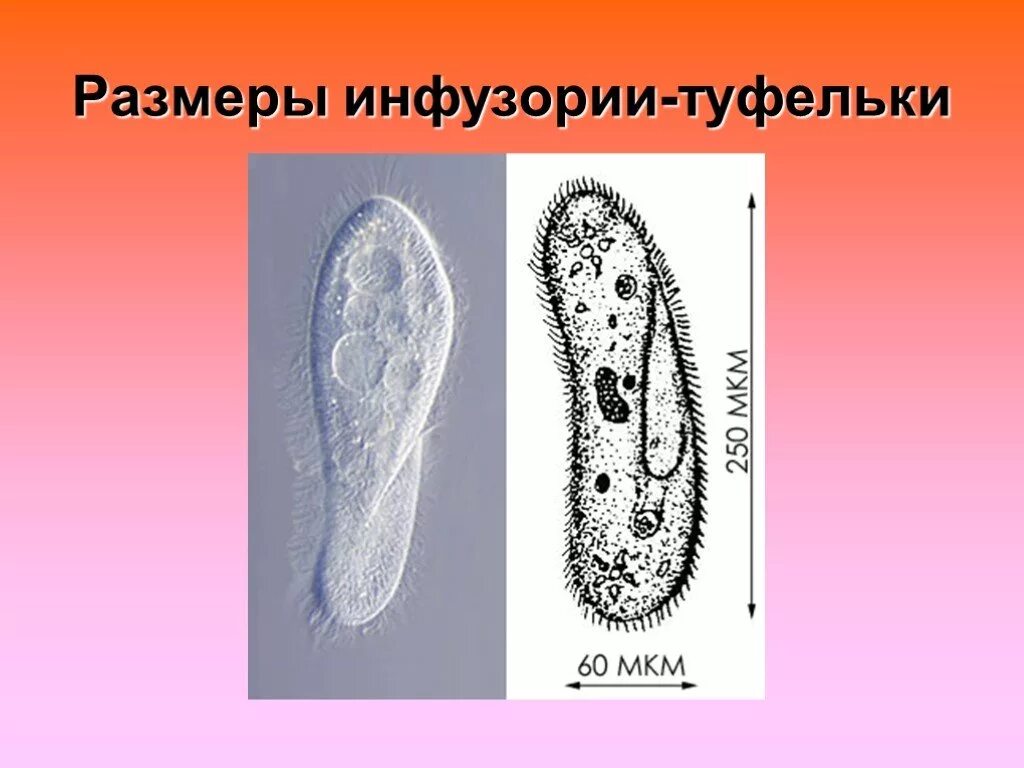 Передвижение инфузории. Инфузория туфелька. Инфузория туфелька размер. Инфузория-туфелька инфузории. Инфузория туфелька 7 класс биология.