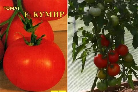 Томат кумир характеристика и отзывы сорт