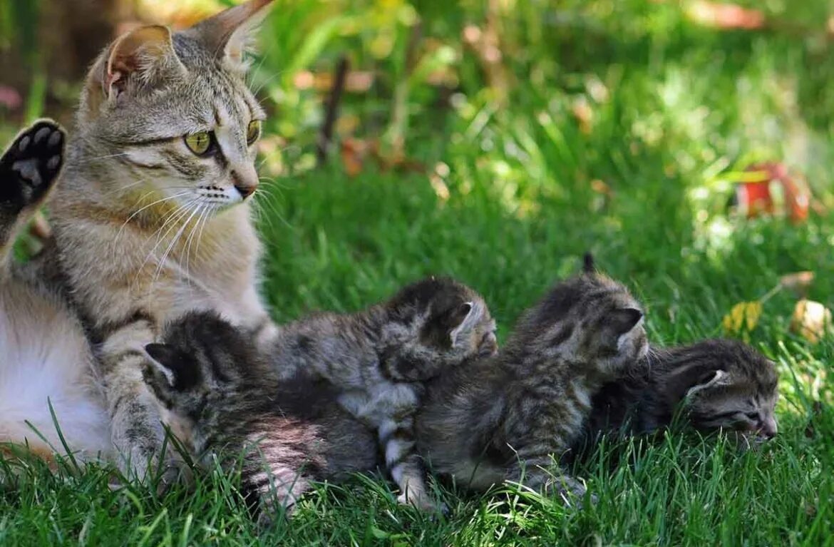 Забота о кошках. Кошки. Мама кошка. Кот и котенок. Мама кошка и котенок.