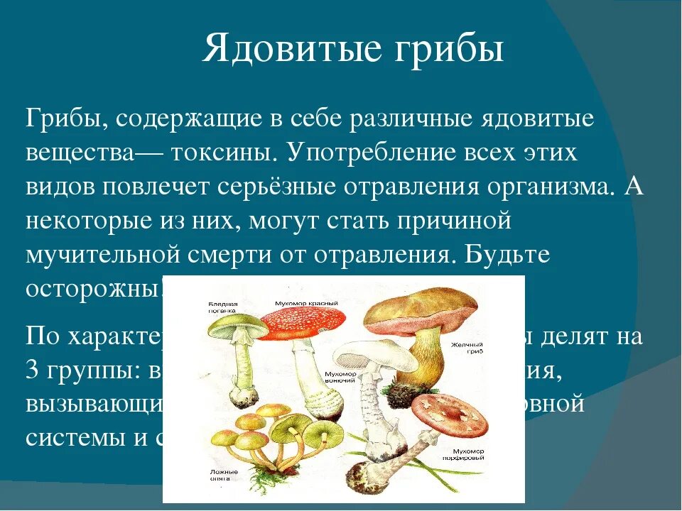 Опасные несъедобные грибы. Ядовитые грибы описание. Вредные грибы для человека. Из чего состоят ядовитые грибы.