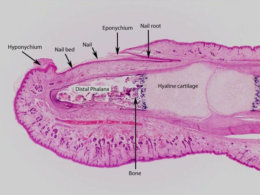 Схема строения ногтя гистология. Продольный срез ногтя гистология. Строение ногтевой пластины гистология. Строение ногтя гистология. Препарат продольного среза ногтя гистология.