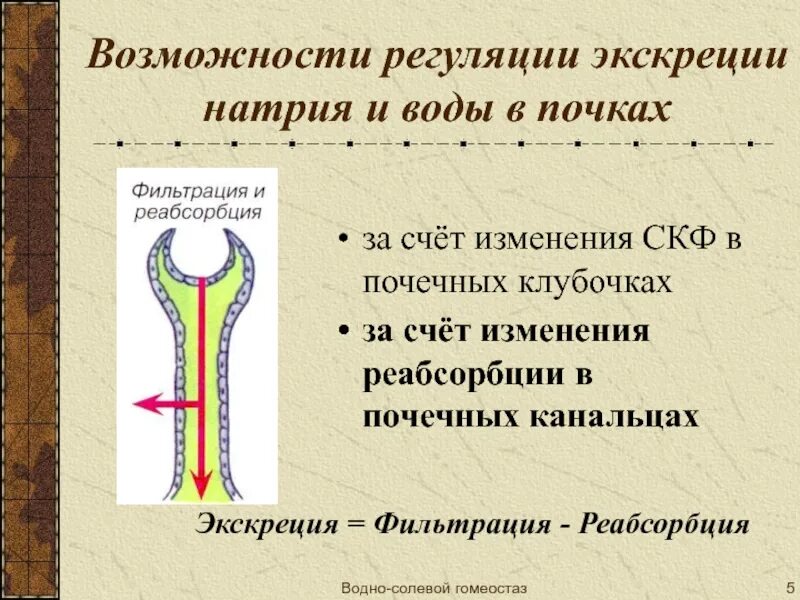 Регуляция баланса натрия. Экскреция натрия. Регуляция почками концентрации ионов калия. Регуляция натрия. Всасывание воды и натрия в почках.