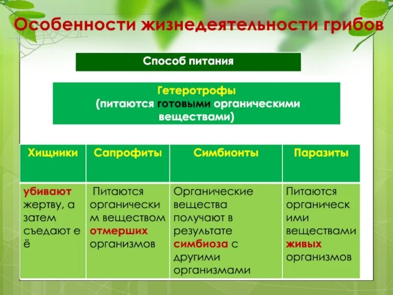Грибы тип питания. Питание грибов схема 7 класс. способы питания грибов 5 класс биология. способы питания грибов 6 класс биология. питание гриба 5 класс биология.