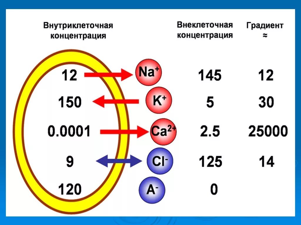 Концентрация натрия внутри клетки. Соотношение ионов внутри и снаружи клетки. концентрация ионов внутри и вне клетки. распределение ионов внутри и снаружи клетки. распределение ионов во внутриклеточной и внеклеточной среде.