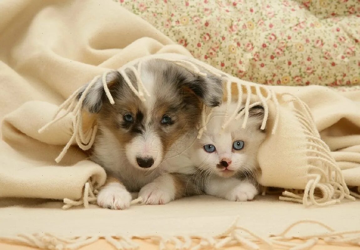 Милые собачки кошки. Щенок и котенок. милые котята и щенки. милые кошки и собаки. самые красивые кошечки и собачки.