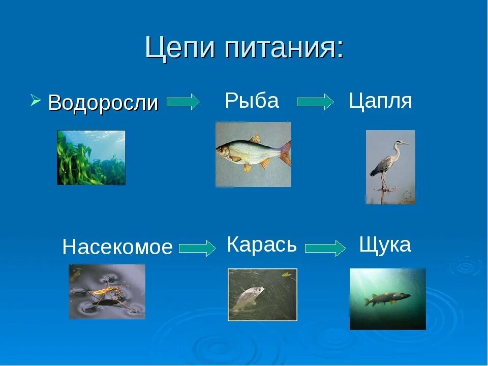 Цепи питания россии. Схема цепи питания в пресных Водах. Цепь питания водоросли рыба. Пищевая цепь питания в водоеме. Цепь питания схема 3 класс.