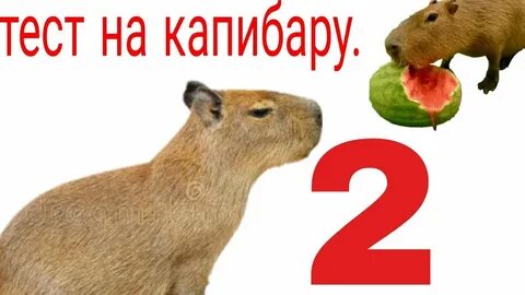 Как по английски будет капибара