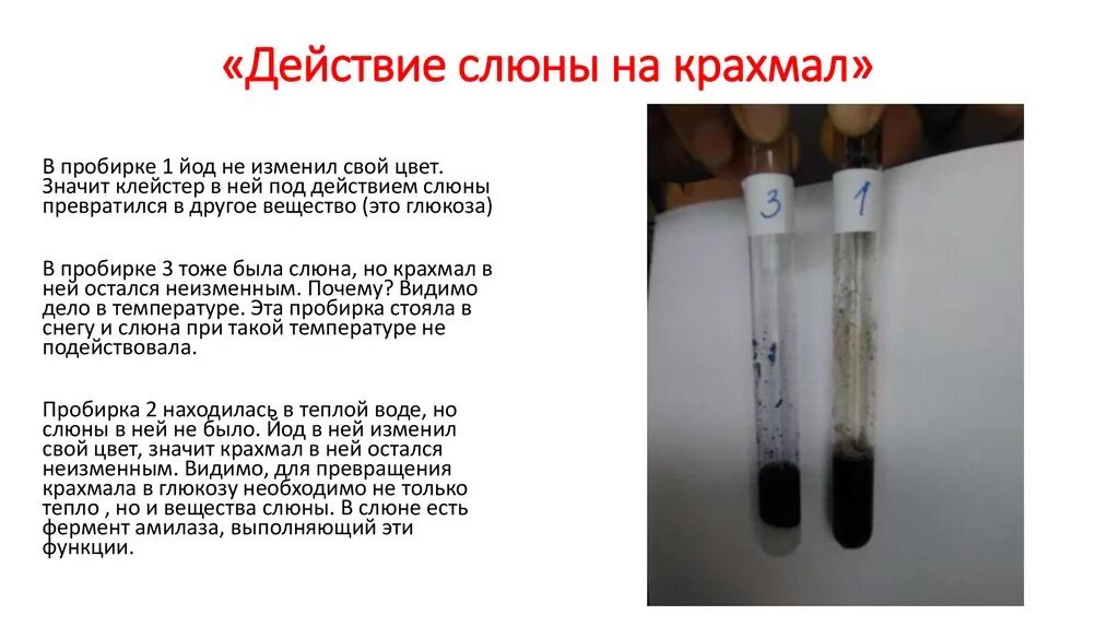 Раствор йода в пробирке. Опыт с крахмалом и йодом и слюной. Реакция на выявление крахмала. Опыт с крахмалом и слюной.