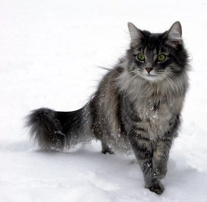 Сибирская норвежская лесная кошка. Норвежский лесной кот. норвежская лесная кошка сибирская серая. сибирская аборигенная порода кошек. дикая норвежская лесная кошка.