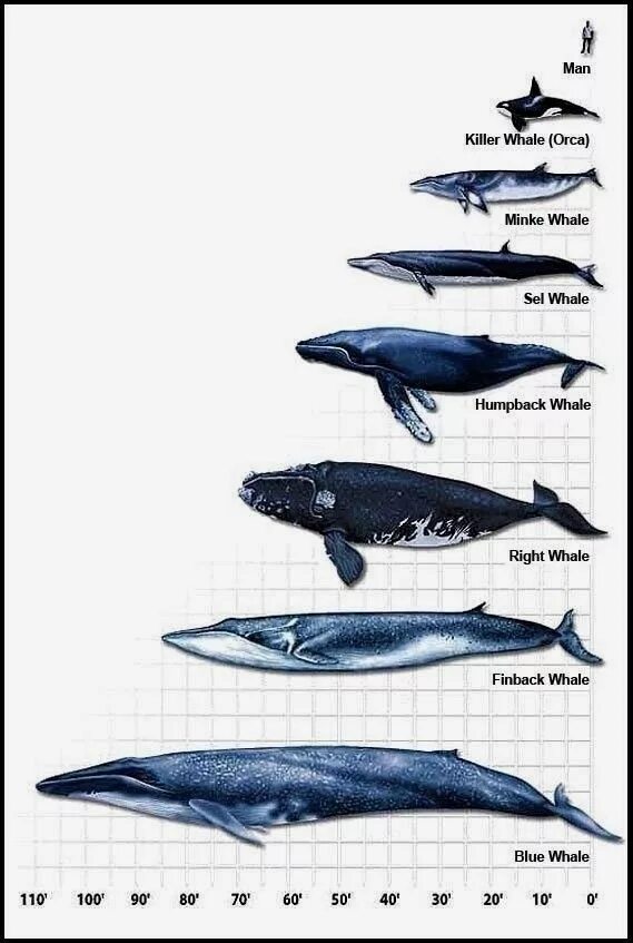 Синий кит в сравнении с человеком. Синий кит Размеры в сравнении. Синий кит и человек Размеры. Голубой кит и человек сравнение. Сравнение размеров рыб