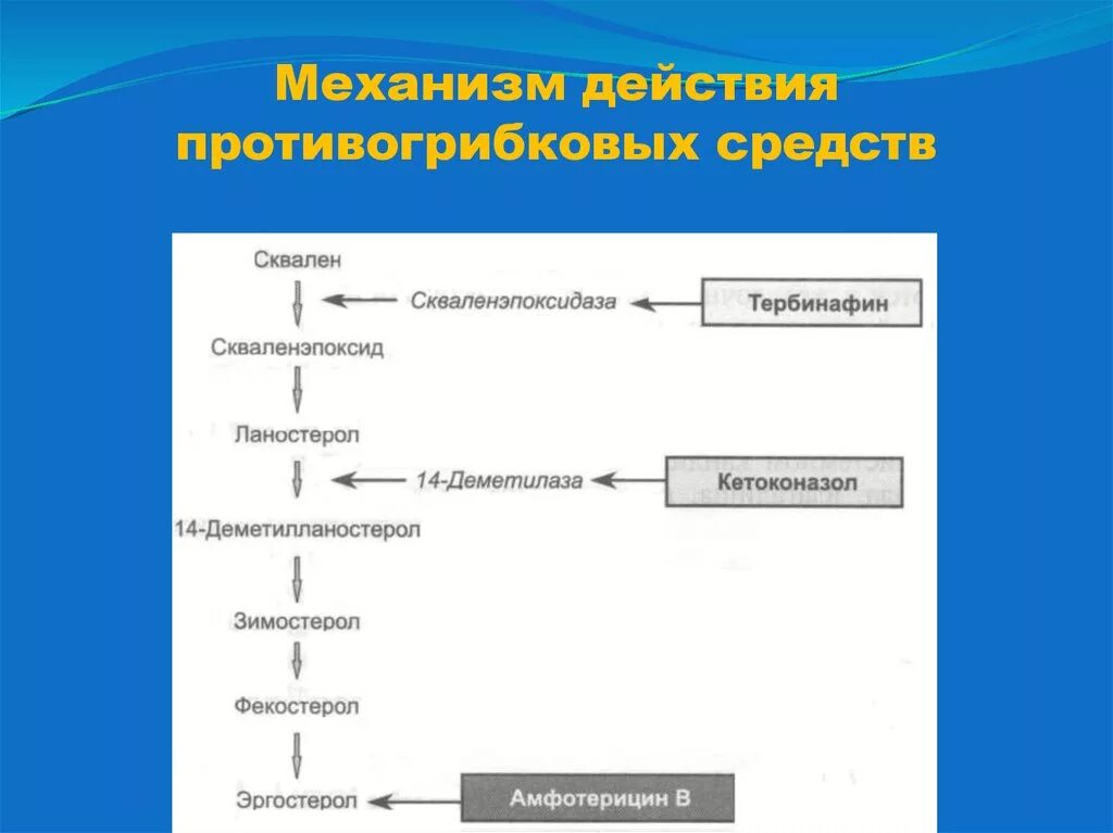 Противогрибковые антибиотики фармакология. Противогрибковые механизм действия. Механизм действия противогрибковых. Противогрибковые препараты механизм действия фармакология. Механизм действия противогрибковых.