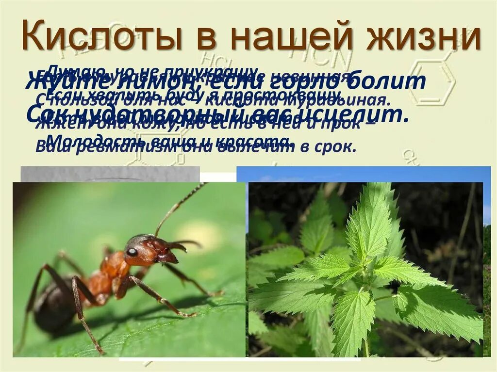 Муравьиная кислота в природе. Муравьиная кислота нахождение в природе. Муравьи и муравьиная кислота. Муравьиная кислота в крапиве