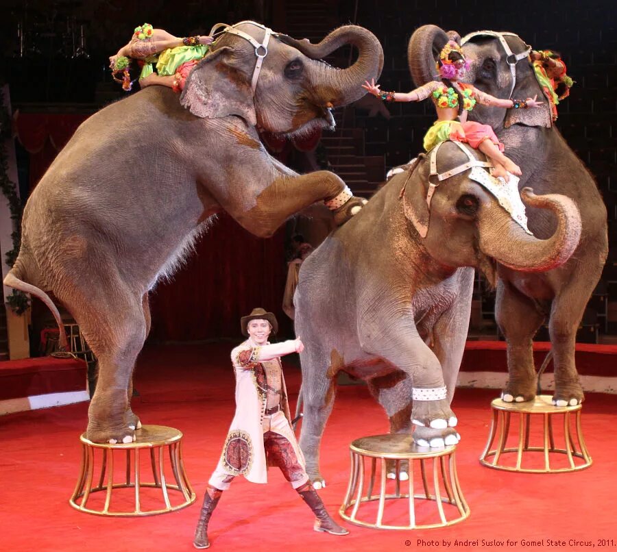 Цирковой жанр 8 букв. Животные в цирке. Цирковые слоны. Слон в цирке. Цирк с животными.