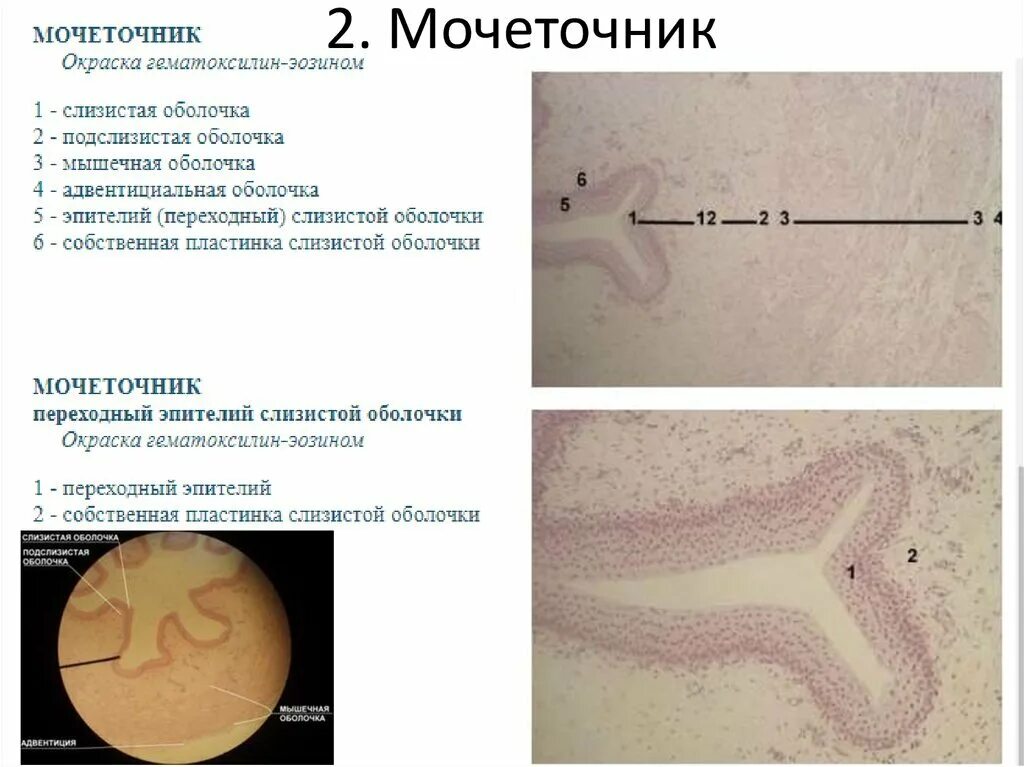 Слои мочеточника. Мочеточник гистология препарат. Строение мочеточника гистология. Мочеточник окраска гематоксилин-эозином. Мочеточник препарат под микроскопом.