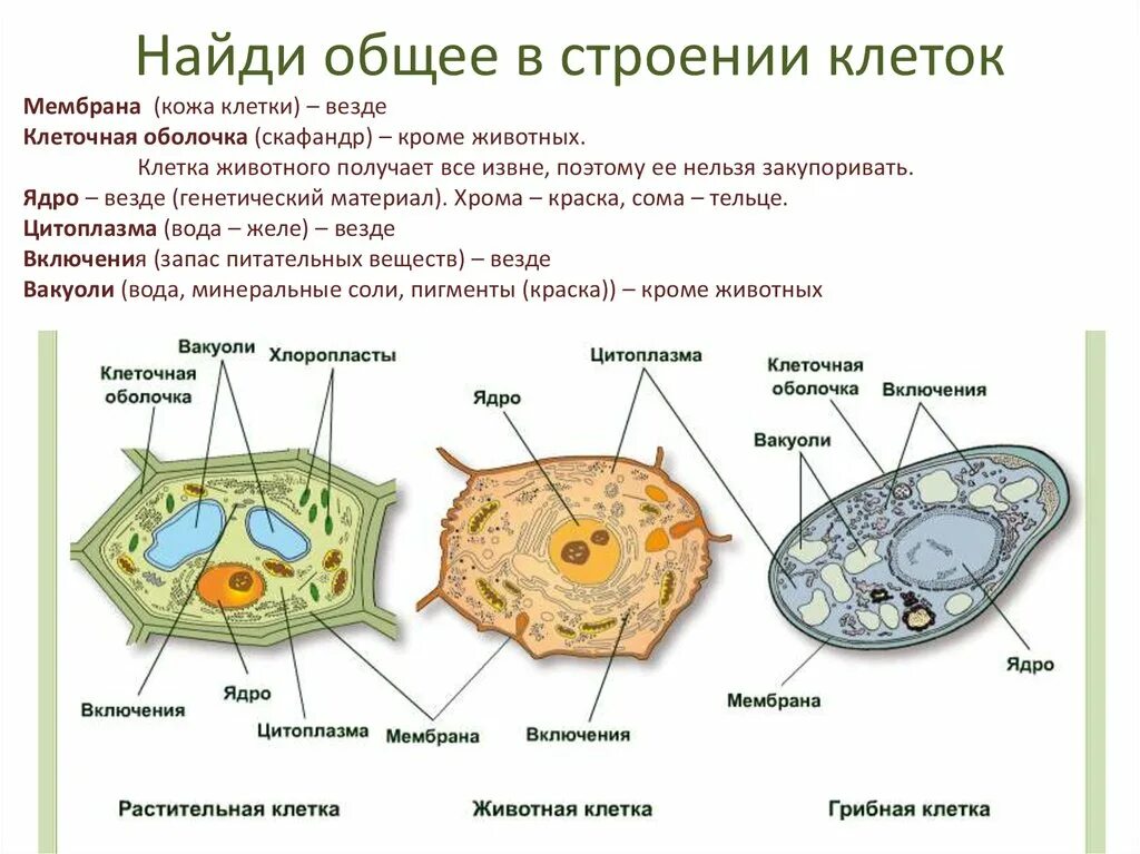 Эукариотических организмов имеется. Строение растительной животной и грибной клетки. Строение клетки гриба рисунок. Состав растительной клетки 6 класс. Строение эукариотической растительной клетки 6 класс.