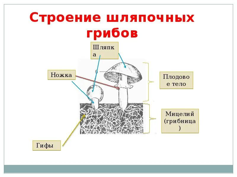 Лабораторная работа шляпочные грибы 7 класс. Грибы строение шляпочных грибов. Строение и питание шляпочных грибов. Строение шляпочного гриба. Шляпочные грибы классификация.