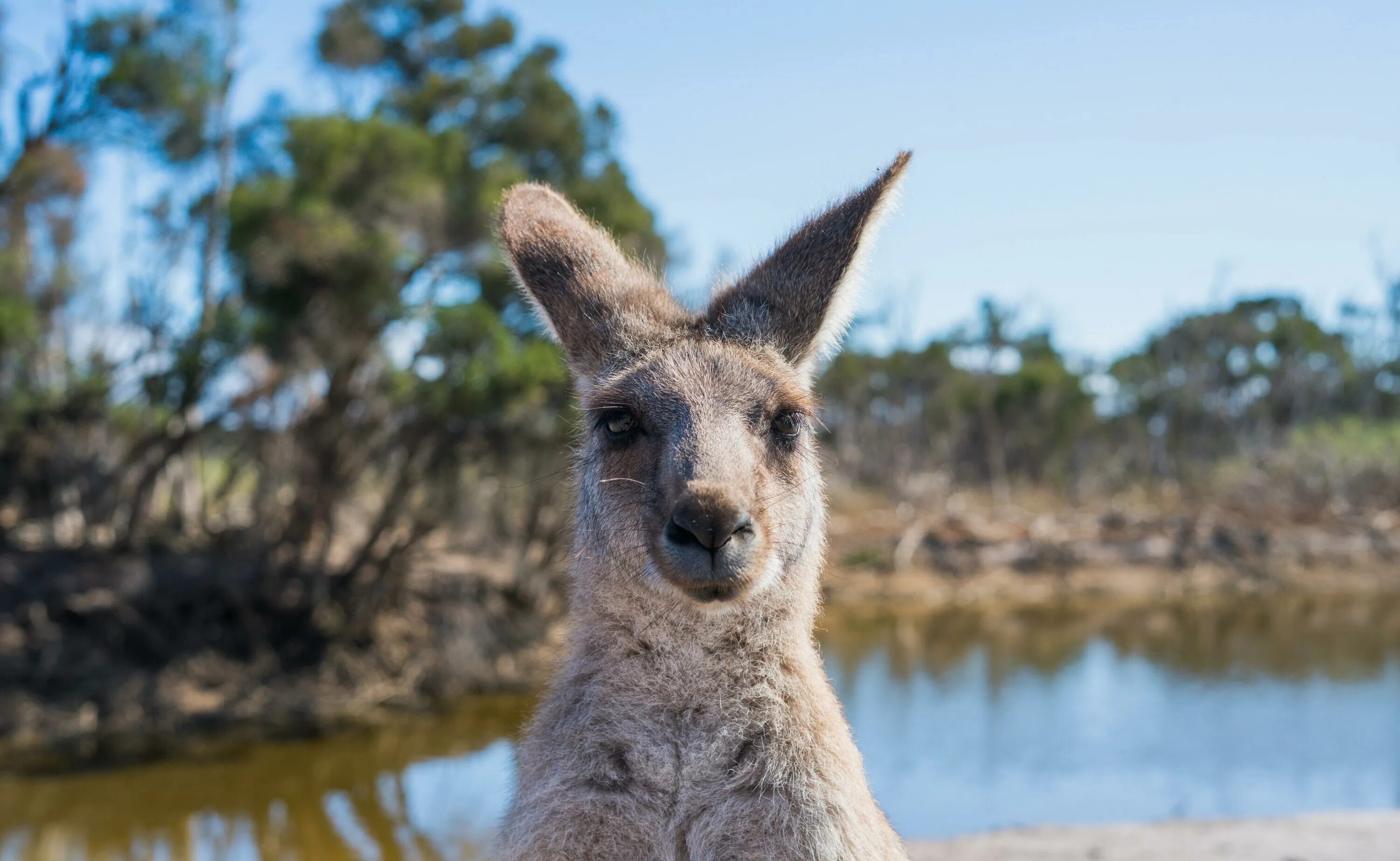 Австралия природа и люди. Фауна Австралии кенгуру. Австралия природа кенгуру. Австралия кенгуру и коала. Кенгуру в новой Зеландии.