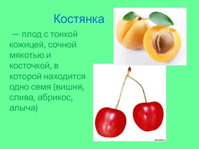 Тип плода вишни. Плод вишни костянка. сочная костянка плод. тип плода костянка. плод костянка характерен для.