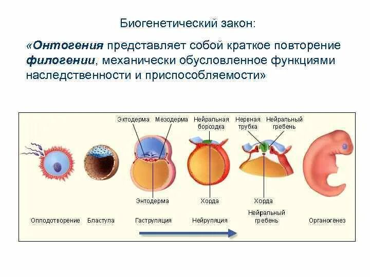 Онтогенез повторяет филогенез на примере позвоночных. Биогенетический закон. Биогенетический закон Геккеля Мюллера. Основной биогенетический закон ф. Мюллера и э. Геккеля. Кем был сформулирован «биогенетический закон»:.