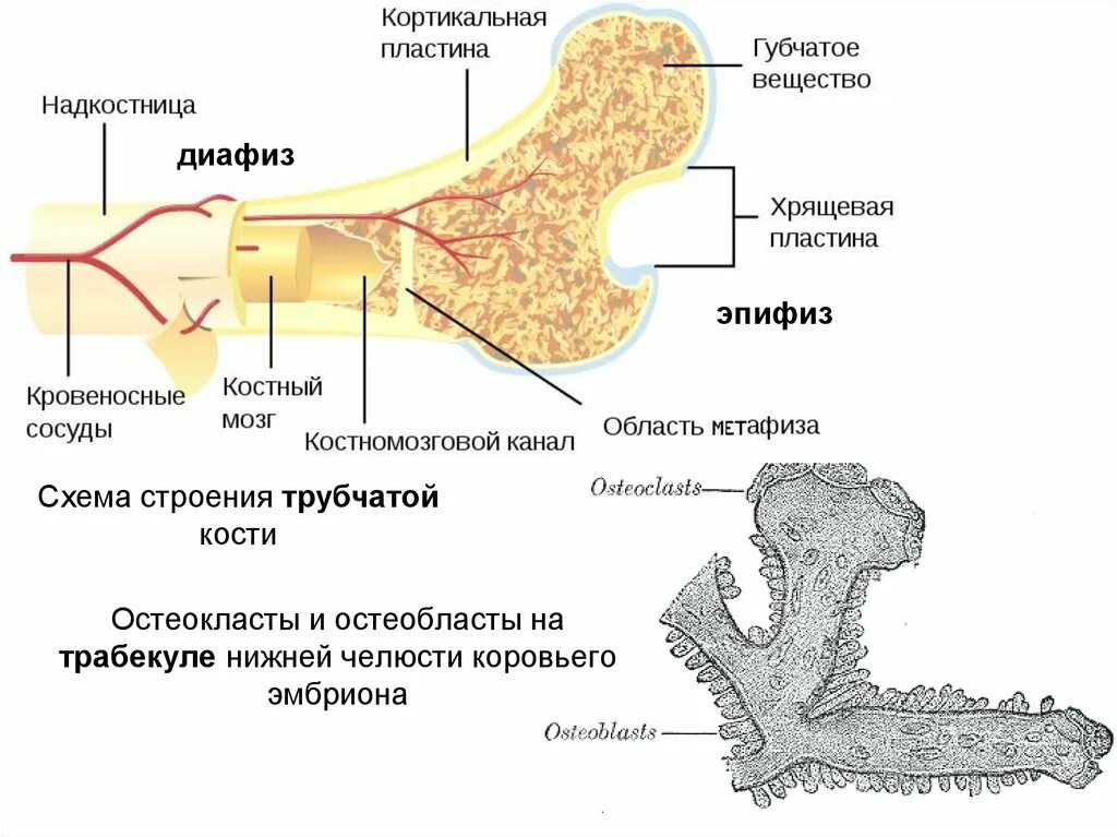 Где купить костные мозги. Кортикальная пластинка и надкостница. Надкостница кости нижней челюсти. Кортикальный слой кости челюсти. Кортикальная пластинка кости.