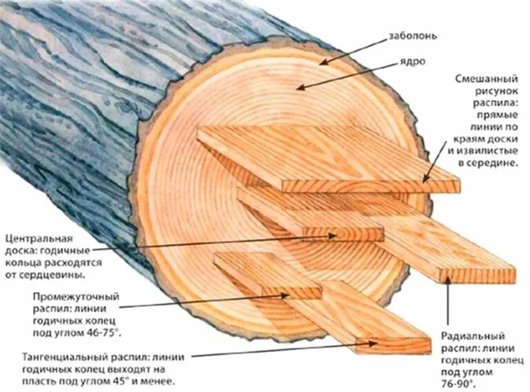 Радиальный и тангенциальный распил. Радиальный и тангенциальный распил древесины. Радиальный и тангенциальный распил дуба. Тангентальный и радиальный срез. Древесина главное богатство этой зоны