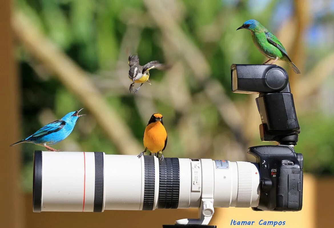 Bird watcher