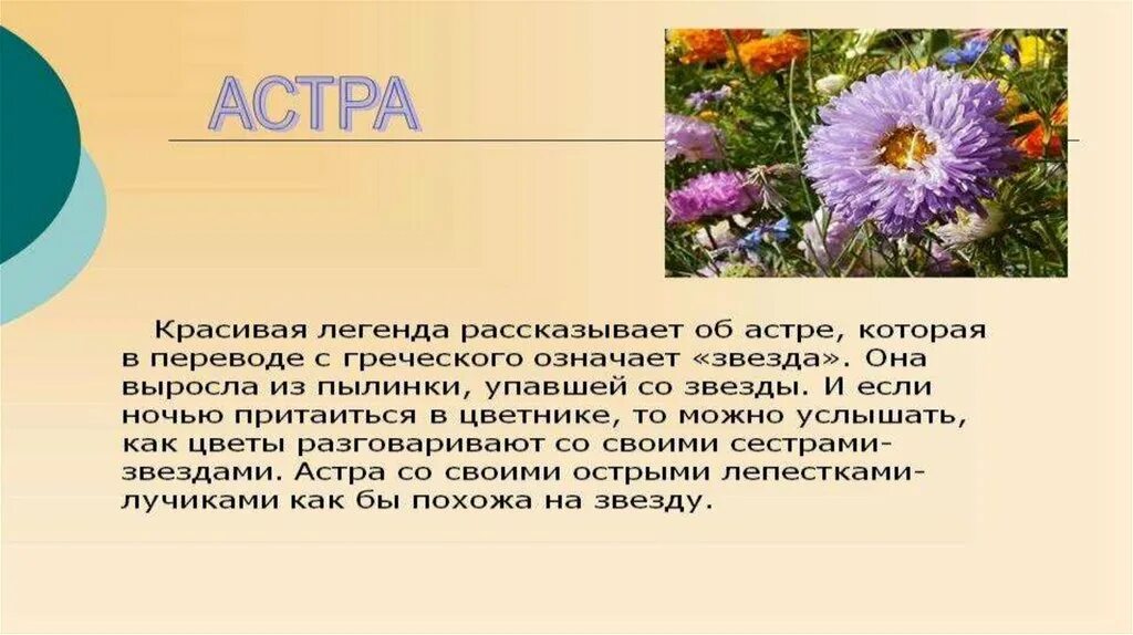 Греческое слово звезда. Сообщение про астру. Астры доклад.