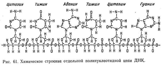 Какая формула молекулы днк. Строение ДНК химическая формула. Дезоксирибонуклеиновая кислота формула. ДНК структурная формула. Структурная формула ДНК В химии.