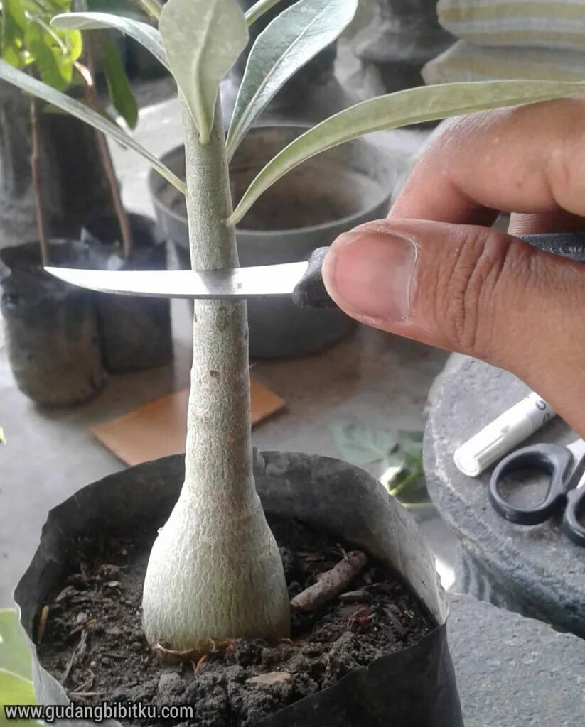 Адениум ростки. Вырастила адениум. Как правильно посадить адениум. Адениум сеянцы. Как правильно посадить адениум.