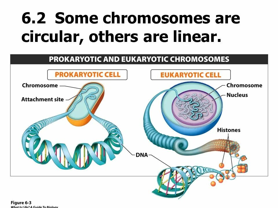 Структура хромосомы прокариот. Структура хромосомы эукариот. Структура ДНК эукариот. Строение хромосомы эукариот.