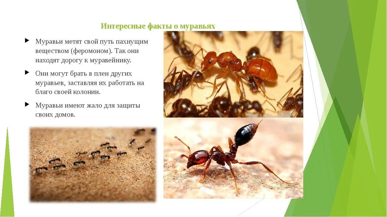 Какой тип развития характерен для лесного муравья. Удивительные факты о муравьях. интересная информация о муравьях для детей. интересное про муравьев. интересные факты про муравьёв.