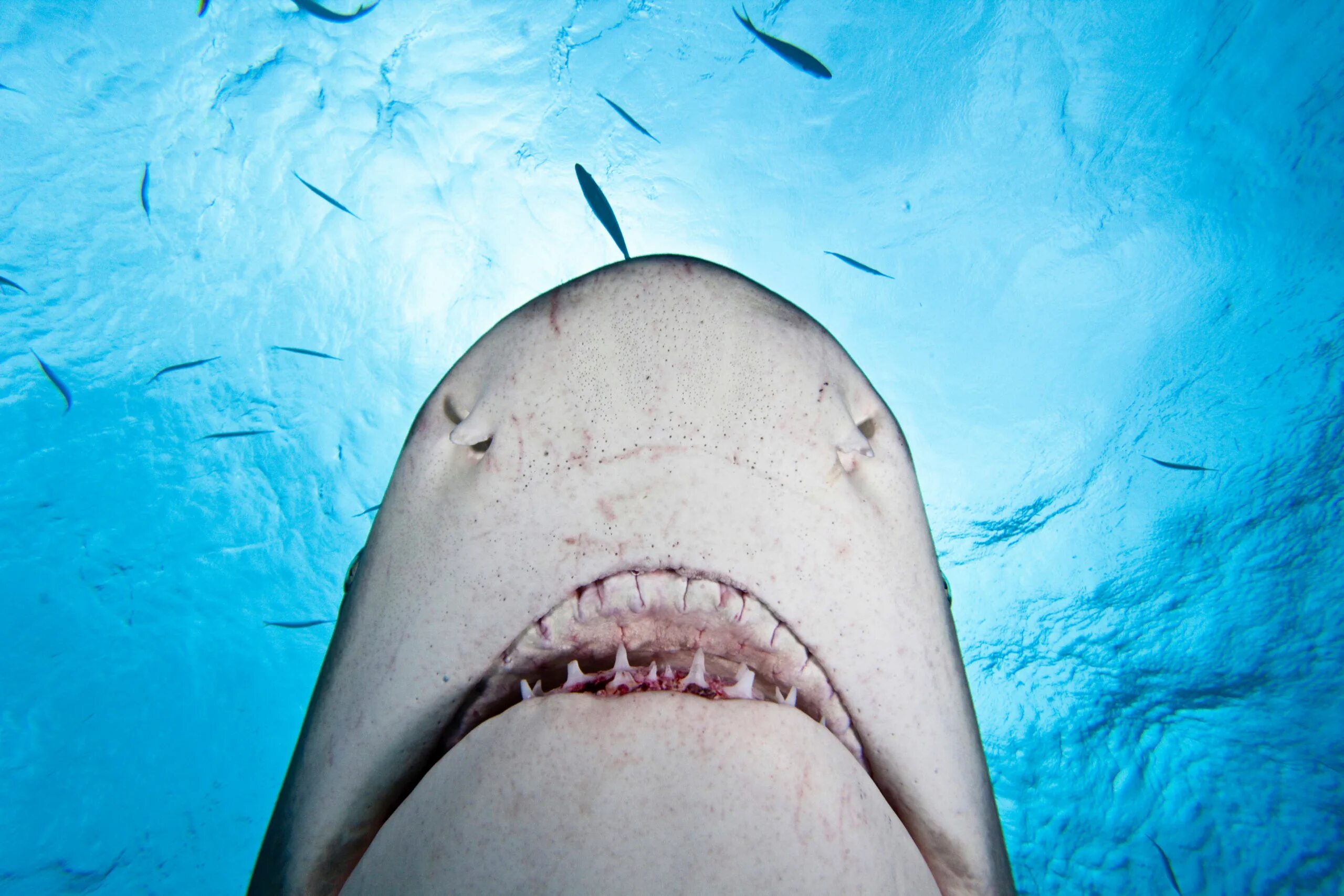 Страшная акула в мире. Самая страшная акула в мире. Акулы фото самые страшные.