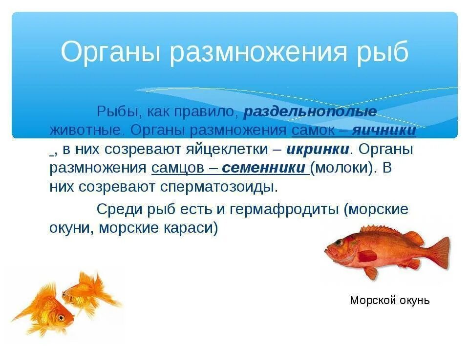 Размножение рыб 7 класс. Органы размножения рыб кратко. Размножение рыб кратко. Развитие рыб.