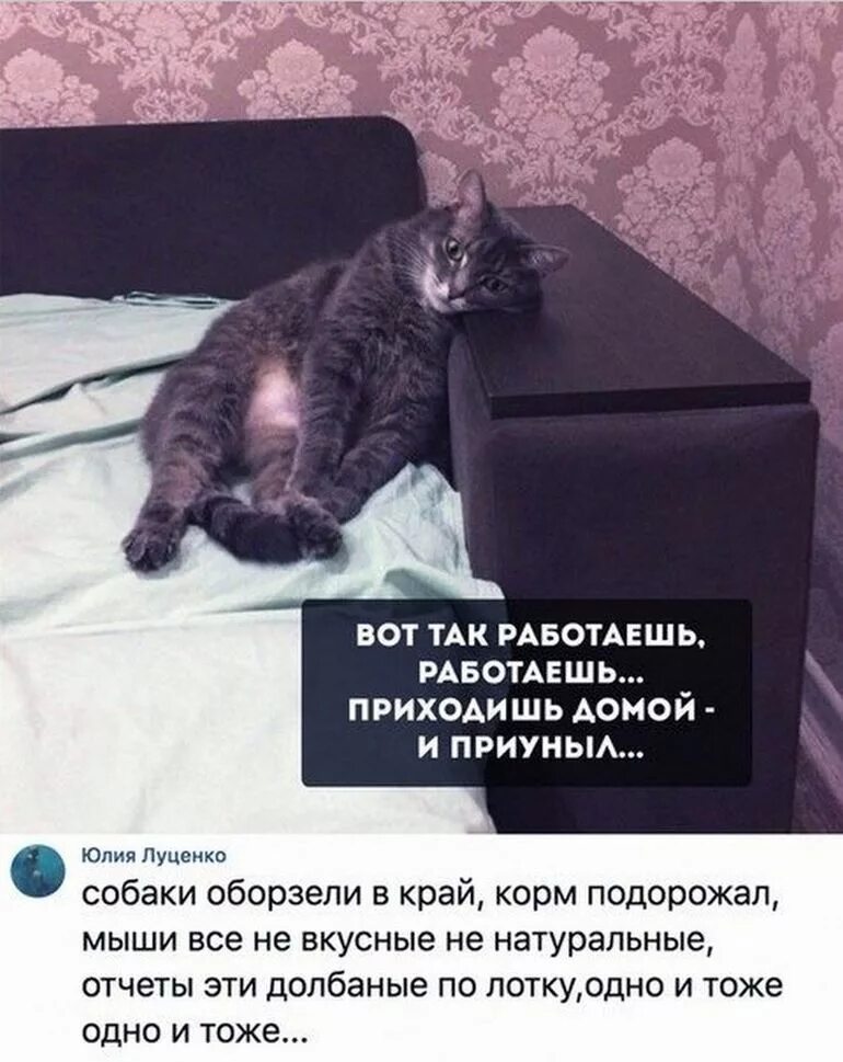 Приуныл или преуныл. Когда пришел домой с работы. Котик приуныл. Кот на диване. Пришла с работы уставшая прикол.